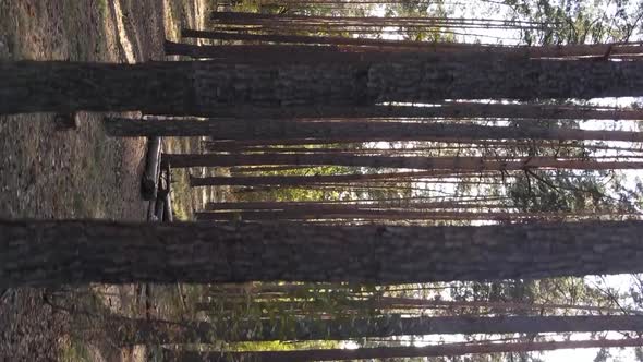 Vertical Video of Trees in the Forest in Autumn alt
