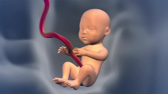 Baby Inside a Mother's Womb 4K