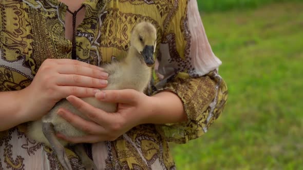 Little Duckling Is Sitting in the Arms of a Female Farmer alt
