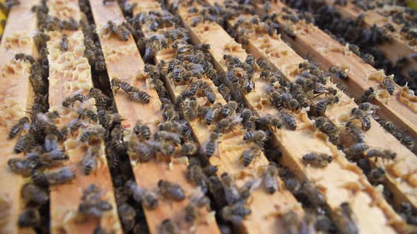 A Colony of Bees Swarms in the Hive