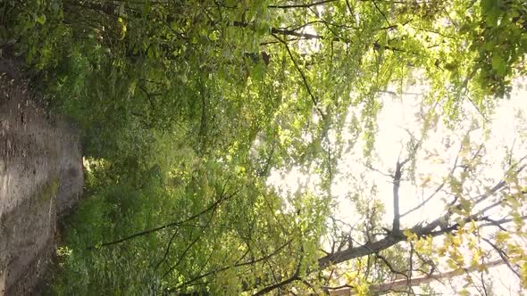 Vertical Video of Trees in the Forest in Autumn alt