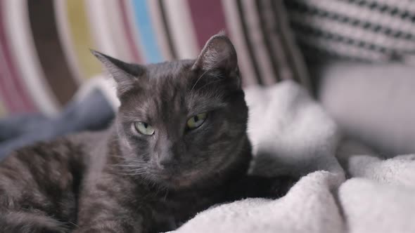 Beautiful cat relaxing, playing, grooming, slow motion