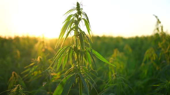 Closeup of a Green Cannabis Plant at a Beautiful Sunset alt