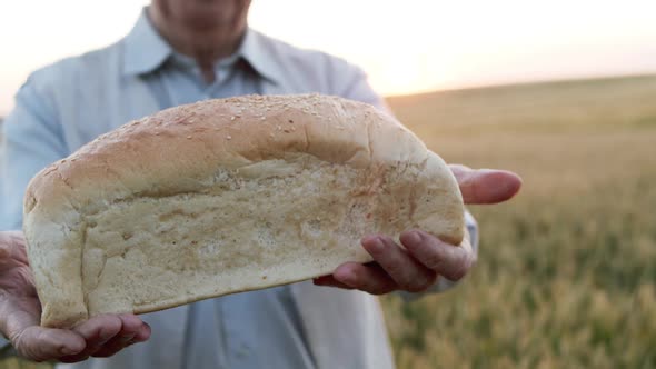 Old Man Presents a Loaf of Bread with Light Smile at the Camera in a Wheat Field alt