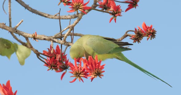 A 4k footage of a green Parrot that drinks nectar from blooming red flowers alt