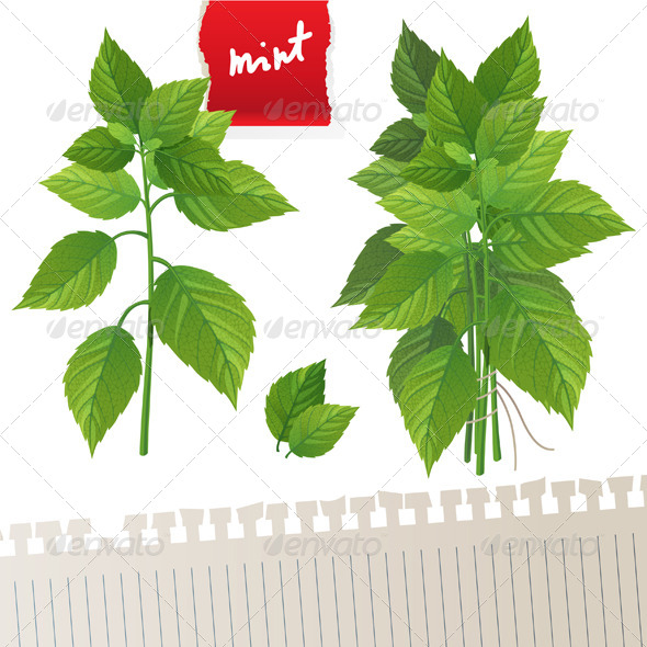 Mint - Flowers & Plants Nature