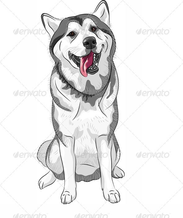 Siberian Husky Dog - Animals Characters