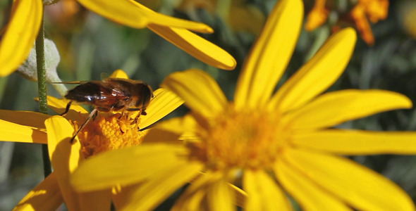 Bee on the Yellow Flower