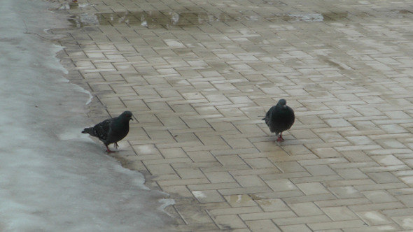 Pigeons in a Street