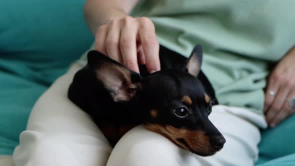 Portrait of Cute Black Toy Terrier Dog Lying on the Owner Knees Closeup