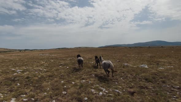 Aerial Fpv Drone Shot of a Herd of Wild Horses Running on a Green Spring Field at the Sunset alt