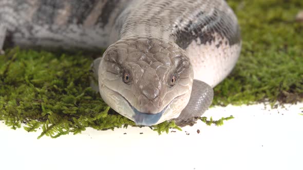 Eastern Blue Tongue Lizard - Tiliqua Scincoides on Green Moss Isolated on White alt