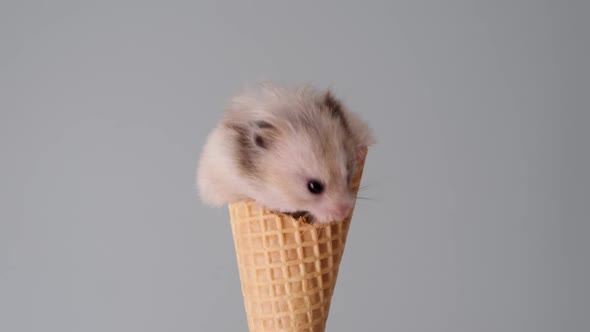 Cute Hamster Sits in an Ice Cream Cone and Nibbles It