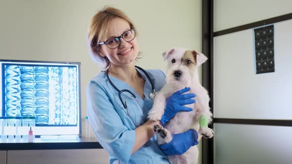 Female Veterinarian Holds in His Hands Jack Russell Dog in Clinic Health Care alt