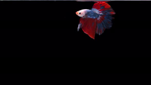Siamese fighting fish (Betta splendens) alt