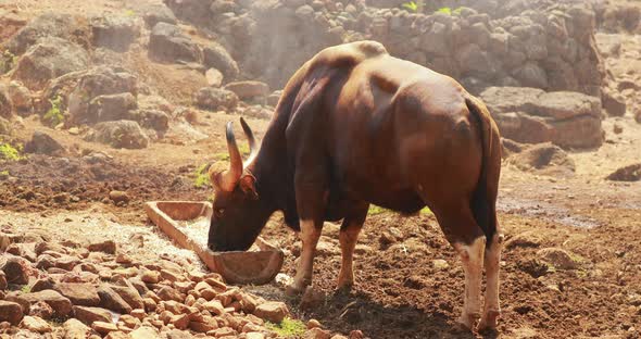 Goa, India. Gaur Bull, Bos Gaurus Or Indian Bison. It Is The Largest Species Among The Wild Cattle alt