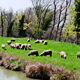Flock of Sheep Grazing on Banks of River - VideoHive Item for Sale