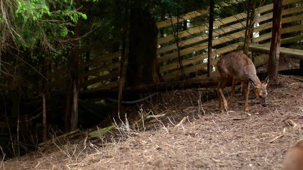 Wild roe deer walk through the forest. Like a roe deer, a beautiful wild animal lives in the forest alt