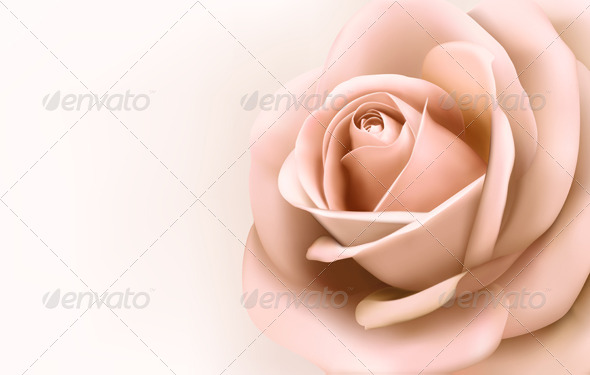 Background with Beautiful Pink Rose - Flowers & Plants Nature