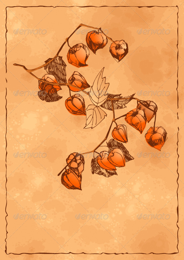 Autumn Background with Orange Physalis - Flowers & Plants Nature