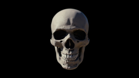 Bone Skull Rotate 360