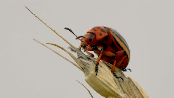 Macro view of Majestic Colorado Potato beetle on wheat ear against grey sky in nature alt