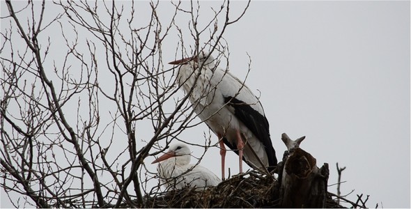 Stork 6 alt