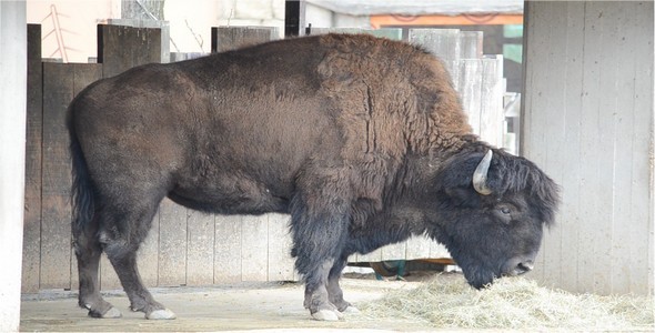 Bison alt