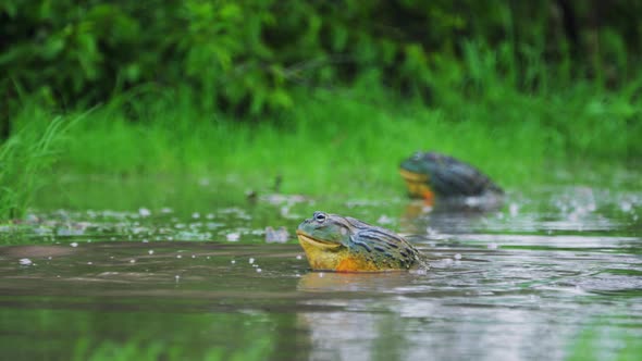 Huge Male African Bullfrog Approaching Female In The Mating Season, Central Kalahari Botswana. alt