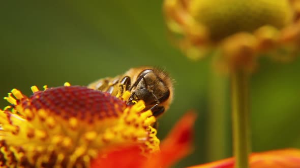 Honey Bee Covered with Yellow Pollen Drink Nectar Pollinating Flower alt