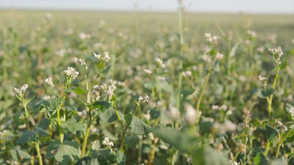 Footage Blooming Buckwheat in the Field and Sways in the Wind Gimbal Shot