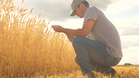 Businessman Works in Field Analyzing Grain Harvest alt