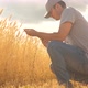Businessman Works in Field Analyzing Grain Harvest - VideoHive Item for Sale