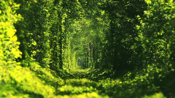 Beautiful Tunnel of Green Trees alt