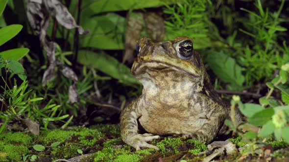 Wild Cane Toad, Poisonous and often invasive, Rhinella marina, Close Up alt
