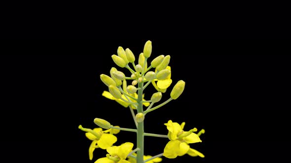 Time Lapse of Rapeseed Flowers on Black alt
