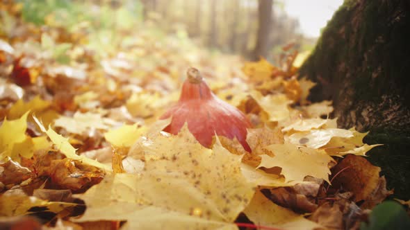 Orange Pumpkin Halloween Symbol in the Autumn Forest on Leaves alt