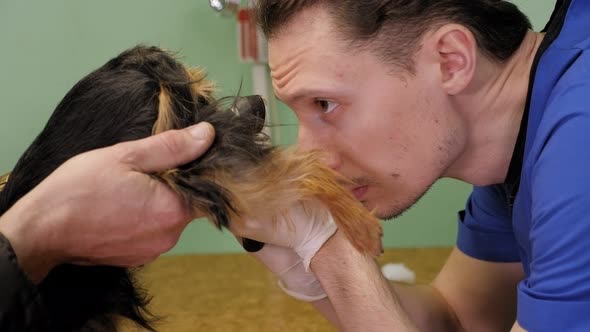 Veterinarian Examines the Dog Ass and Vagina in a Veterinary Clinic After Mating alt