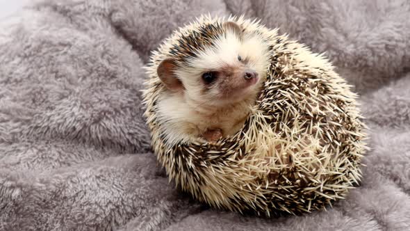 Hedgehog. Pets.African pygmy hedgehog on gray fluffy background. alt