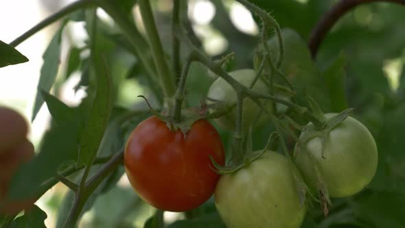 tomatoes on a branch in the garden in summer