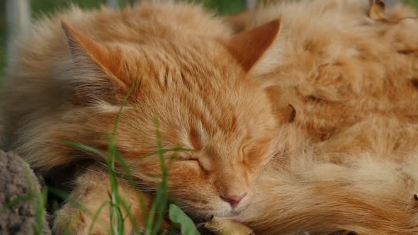 Red Cat Sleeping in the Garden