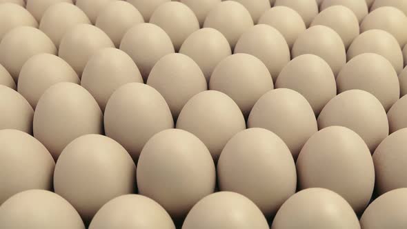 Passing Eggs - Commercial Farming alt