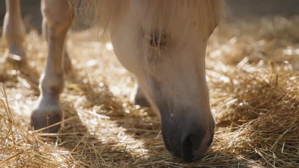 White horse eating hay on the ranch alt