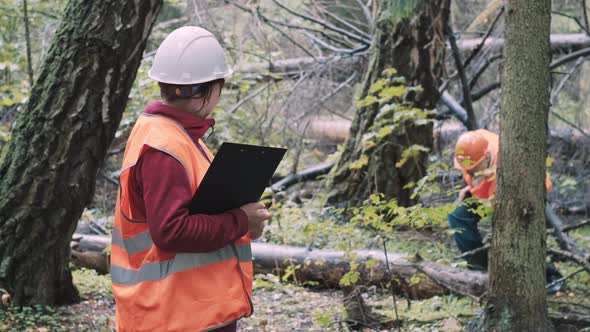Environmentalists a Woman and Man Draw Up a Penalty Protocol for Illegal Logging alt