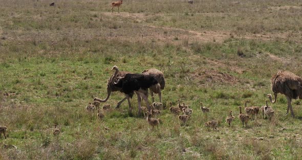 Ostrich, struthio camelus, Male, females and Chicks walking through Savannah alt
