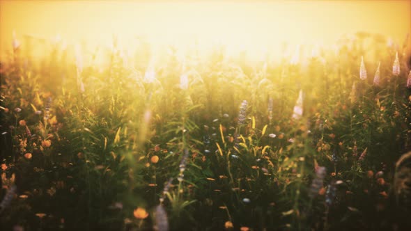 Wild Field Flowers at Summer Sunset alt