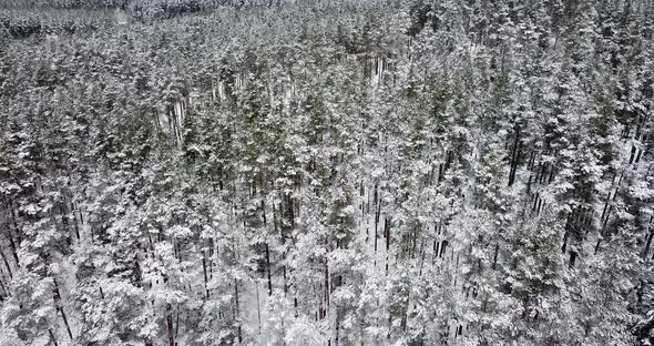 Frozen Winter Forest All Covered with Snow alt