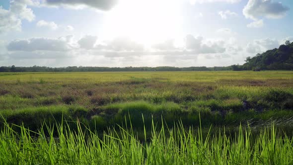 Paddy Field Sunrise Time Lapse 4K UHD alt