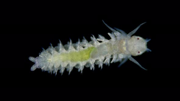 Young Worm Under a Microscope Class Polychaeta Family Phyllodocidae Genus Phyllodoce Sp alt