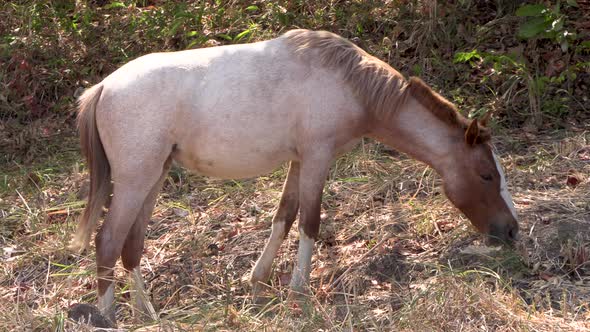 White, brown and beige horse in freedom grazing dry grass in the middle of summer, arid climate with